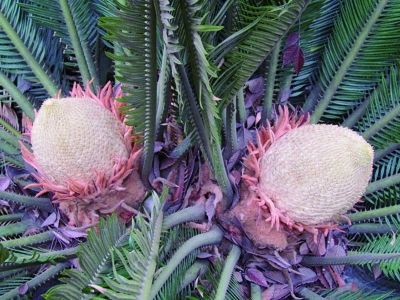 8日起江苏天气转好 南京桑拿天将回归