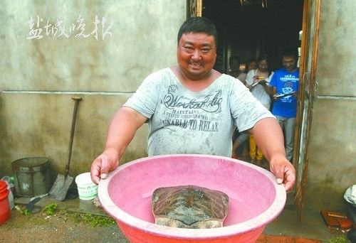 盐城亭湖一村民捕获罕见大甲鱼 重达6.4公斤