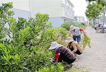 泰州海陵区组织志愿者清理道路杂草垃圾