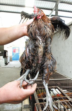 徐州现三条腿的鸡 专家称或是基因突变