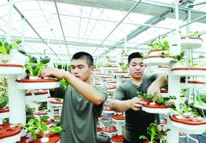 淮安金湖发展高效观光农业 种植无土青菜