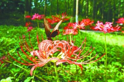 南京中山植物园彼岸花进入盛花期引游客观赏