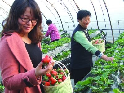 连云港东海冬季大棚里的草莓红了