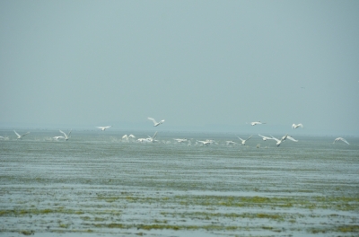 万余天鹅又回石臼湖湿地"过冬"了.
