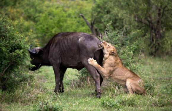 南非水牛与凶恶狮子厮杀 仗义 出手救同伴
