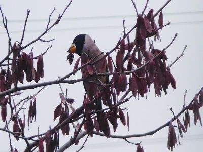 南京超60岁杜仲开花结籽 蜡嘴鸟结群来觅食