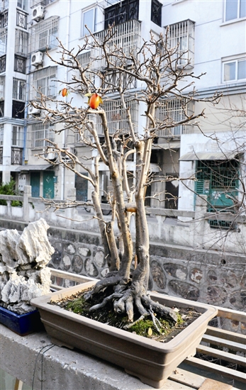 春节期间雕花楼有泰州盆景展 规模大品种全