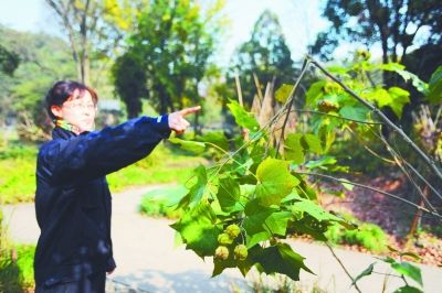 南京中山植物园四成药材苗木遭破坏偷窃