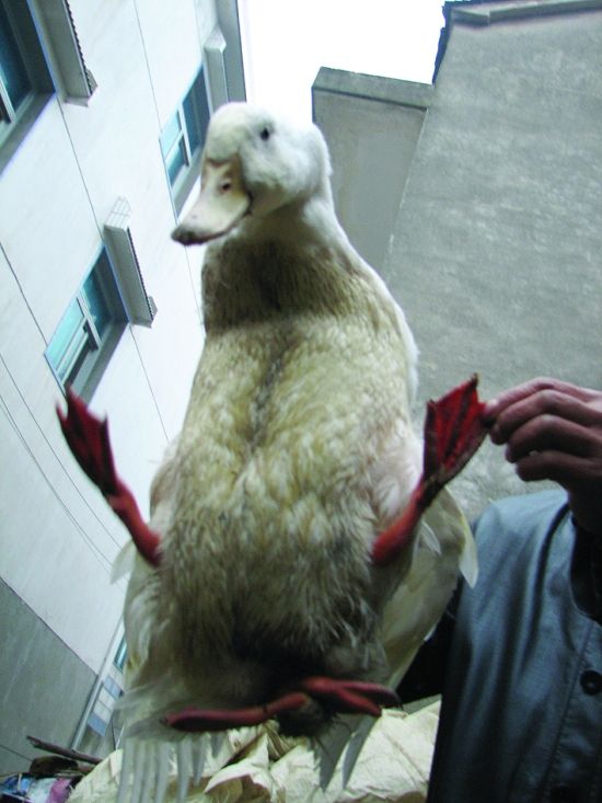 南京高淳有只胖鸭子长4只脚专家:基因突变