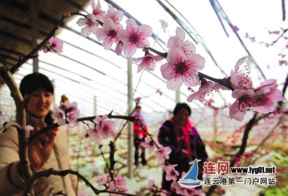 连云港海州桃花朵朵竞开放显勃勃生机