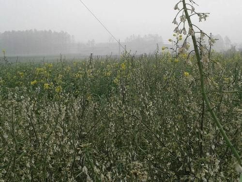 四川1村庄油菜大面积开白花 疑化工污染所致