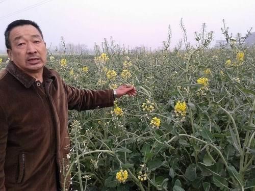 四川1村庄油菜大面积开白花 疑化工污染所致