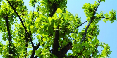 南京明城墙绿道青奥前贯通 将禁植泡桐杨树