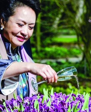 2015年南京中山植物园有望引进 国泰 郁金香