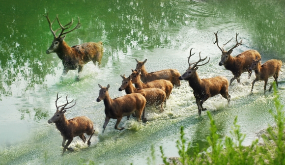 2014大丰麋鹿生态国际旅游季4月12日开幕