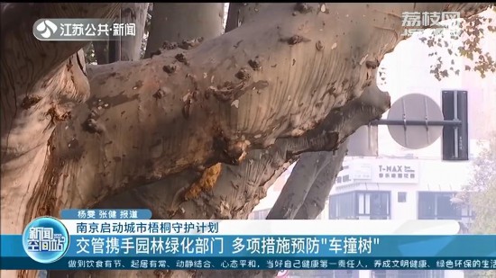 南京啟動城市梧桐樹守護計劃 多項措施預防“車撞樹”