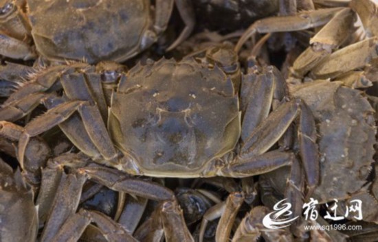 淮安泗洪：“六月黃”螃蟹搶鮮上市