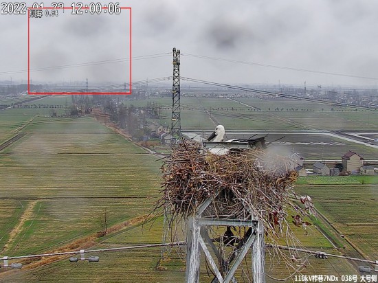 揚州：鐵塔筑巢的東方白鸛開始孵寶寶了