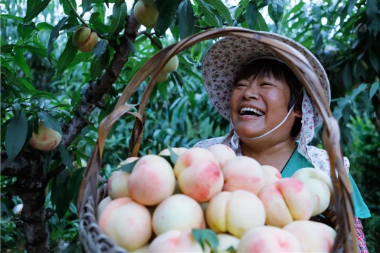 图为江苏省无锡市惠山区阳山镇阳山村水蜜桃种植喜获丰收。