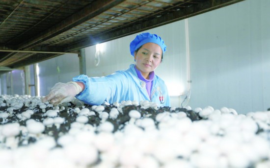 淮安洪澤：雙孢菇種植模式促農增收
