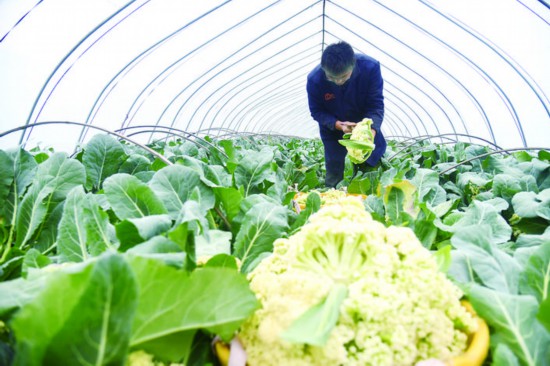 淮安洪澤：採摘蔬菜 供應市場