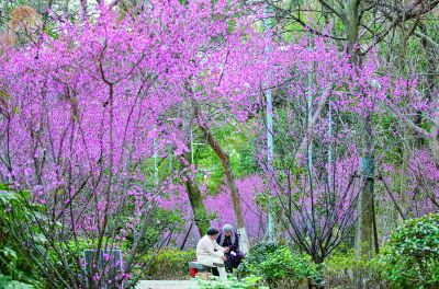 南京：梅花綻樹梢 紅雲報春到
