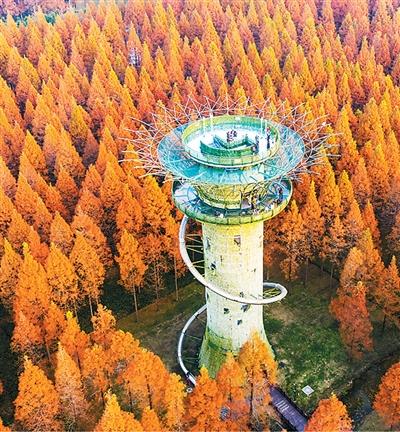 游客在鹽城東台黃海國家森林公園游玩。計海新攝（人民圖片）